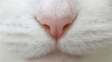 White Nose Cat 1xbet