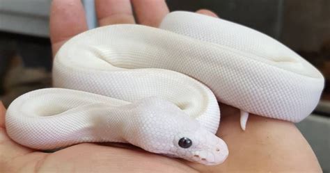 White Python Novibet